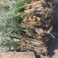 فروش پاجوش(جنگ درخت)|گل و گیاه طبیعی|بم, |دیوار