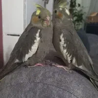 عروس هلندی رام و دستی