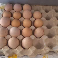 تخم نطفه دار لاری