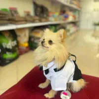 دامپزشکی آوین|خدمات آرایشگری و زیبایی|کرج, عظیمیه|دیوار