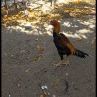 مرغ وخروس لاری اصل|حیوانات مزرعه|بوئین و میاندشت, |دیوار