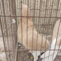 کبوتر هم‌ کود موقلوف|پرنده|کازرون, |دیوار