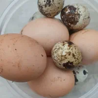 تخم مرغ و بلدرچین