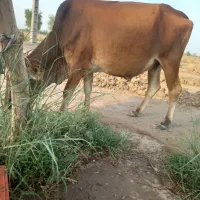 گاو شیری|حیوانات مزرعه|رودبار (کرمان), |دیوار