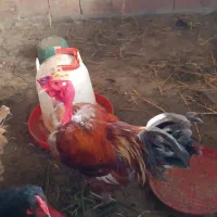 مرغ خروس گردن لخت و فریزل