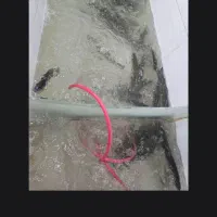 ماهی پاک کن حرفه ای حقوق 35 میلیون