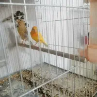 قناری|پرنده|زرند, |دیوار