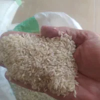 پخش برنج عنبر بو خوزستان