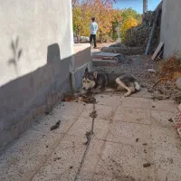 سلام سگ هاسکی چشم تا به تا|سگ|مهاجران, |دیوار