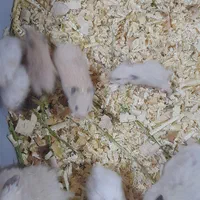 همستر های زیبا و دوست داشتی|موش و خرگوش|بجنورد, |دیوار