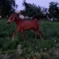 مادیان کورد۲۳ماهه