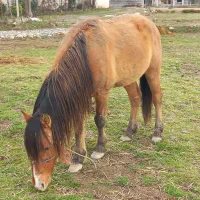 اسب|اسب و تجهیزات اسب‌سواری|احمدسرگوراب, |دیوار