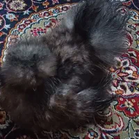 خروس. ابریشمی