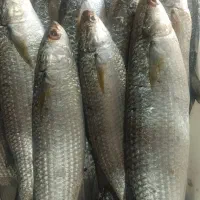 انواع ماهی دریایی جنوب رسید