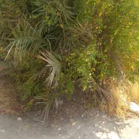 زمین باغشهری وکشاورزی