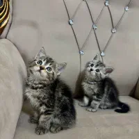 بیریتیش اسکاتیش|گربه|آزادشهر, |دیوار