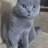 گربه اسکاتیش پیدا شود