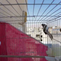 قناری نر مست معاوضه با دوتا جوجه قناری|پرنده|شیراز, دشت چنار|دیوار