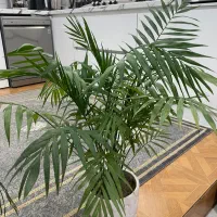 گل های طبیعی شامادورا اریکا کاکتوس