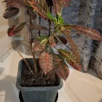 فروش کورتون