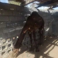 فروش دوعدد شتر نردوسال|حیوانات مزرعه|میناب, |دیوار