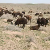 فروش