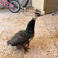 جوجه طاووس|پرنده|شیراز, گویم|دیوار