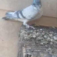 بزک سبز|پرنده|فسا, |دیوار
