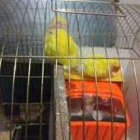 کوتوله برزیلی|پرنده|ایلخچی, |دیوار