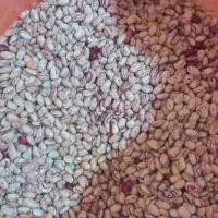 فروش لوبیا چیتی