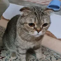 گربه اسکاتیش ماده|گربه|یزد, |دیوار