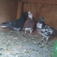 کبوتر غریب گیری