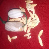 جفت نرماده اصل سلیمانی باستانی|جواهرات|اهواز, کیان اباد|دیوار