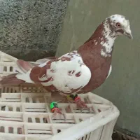 سار سرخ گم شده