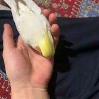 عروس هلندی|پرنده|قدس, شهرقدس|دیوار