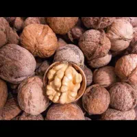 گردو بشرط بازگشت وجه