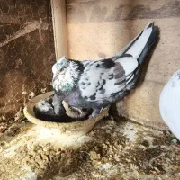 جفت ساعت بالا