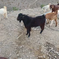 نریگ