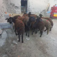 ۱۴راس بره ماده دمازلیخ