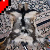 پادری پوست طبیعی|پادری|ملایر, |دیوار