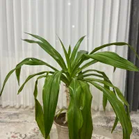 گیاه اشک ملکه ۹ ساله|گل و گیاه طبیعی|پرند, فاز ۶|دیوار