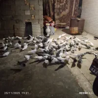 سلام یه کته کفتر ۸۰ تا هستن|پرنده|خرمشهر, |دیوار