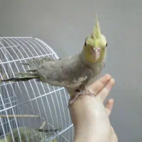 عروس هلندی دستی|پرنده|شاهین‌شهر, نبوت|دیوار