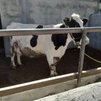 یک عدد گاو شکم ۴