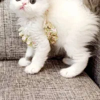 گربه های پرشین زیبا