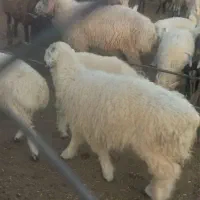 بره نر چاق