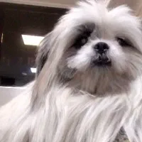 فروش سگ به علت مهاجرت|سگ|تهران, سلسبیل جنوبی|دیوار