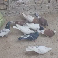 کبوتر|پرنده|زابل, |دیوار