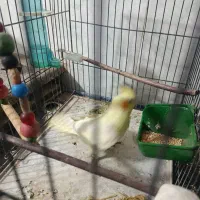 عروس لتینو مولد