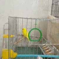 مرغ عشق